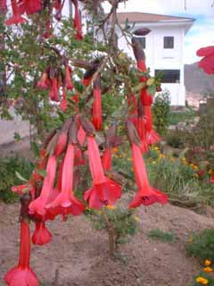 �C���J�̉ԁE�J���g�D�[�^